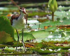 Wattled Jacana