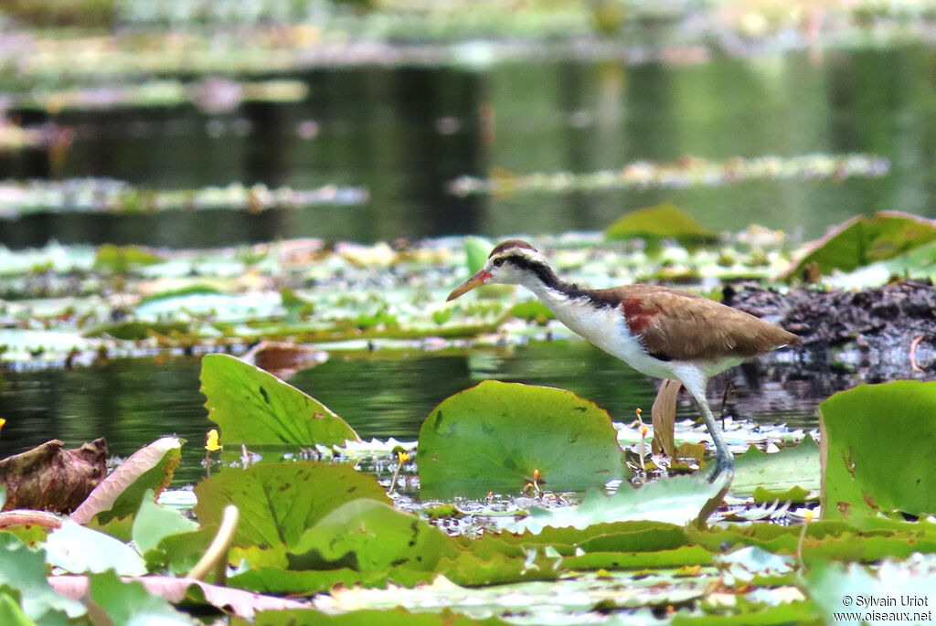 Jacana noirjuvénile