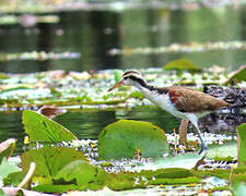 Wattled Jacana