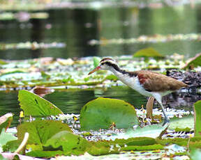 Jacana noir