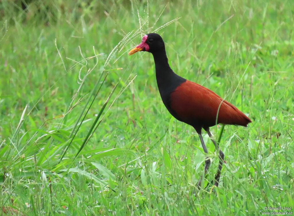 Jacana noiradulte