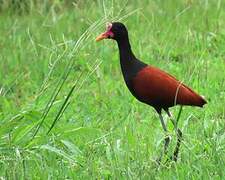 Wattled Jacana