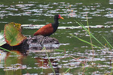 Jacana noir