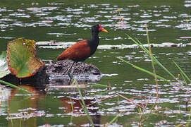 Wattled Jacana