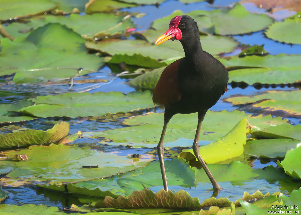 Wattled Jacanaadult