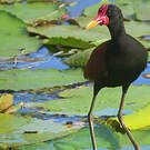 Jacana noir