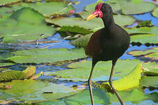 Jacana noir