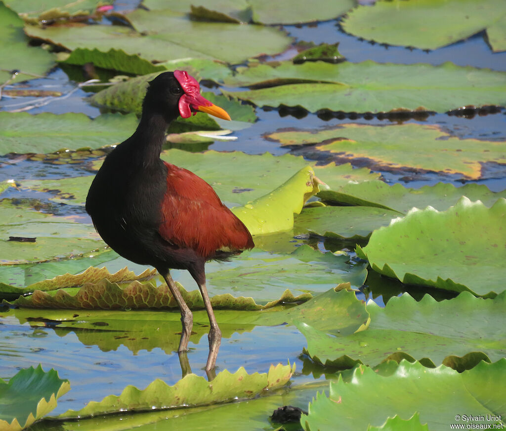 Wattled Jacanaadult