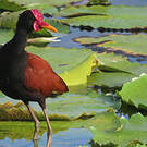 Jacana noir