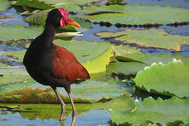 Wattled Jacana