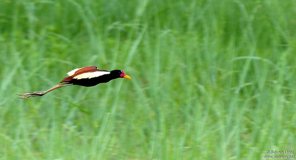 Jacana noiradulte