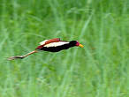 Jacana noir