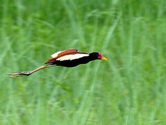 Wattled Jacana