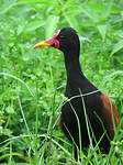 Jacana noir