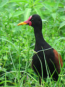 Wattled Jacana