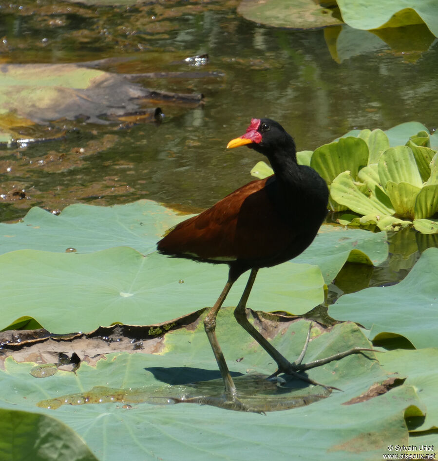 Jacana noiradulte