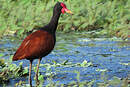 Jacana noir