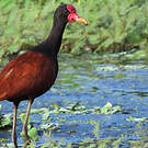 Jacana noir