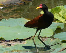 Wattled Jacana