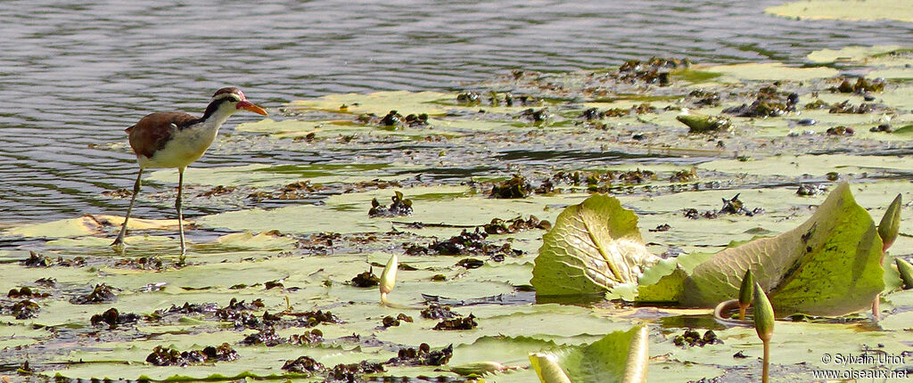 Wattled Jacanajuvenile