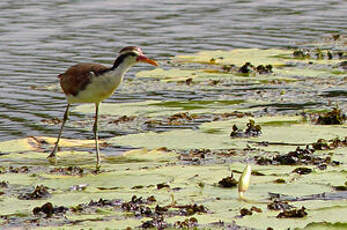 Jacana noir