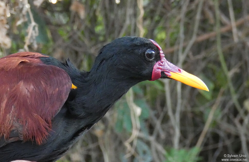 Jacana noiradulte