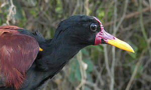 Wattled Jacana