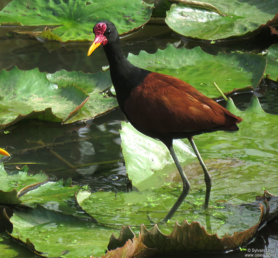 Jacana noiradulte