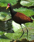 Wattled Jacana