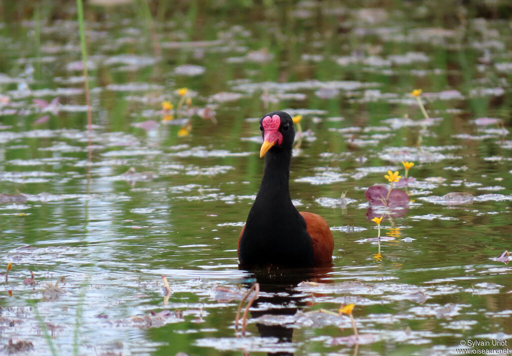 Jacana noiradulte