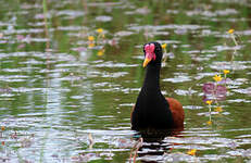 Jacana noir