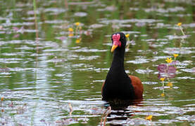 Wattled Jacana