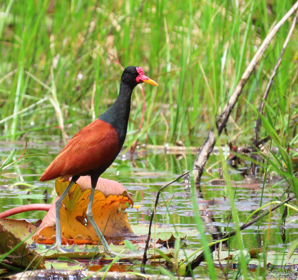 Jacana noiradulte