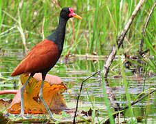 Wattled Jacana