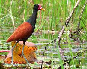 Jacana noir