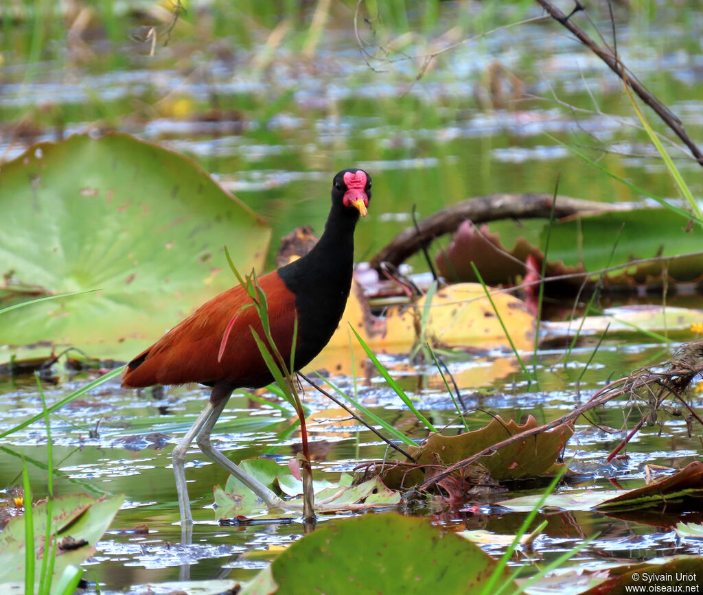 Wattled Jacanaadult