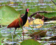 Jacana noir