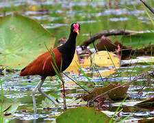 Wattled Jacana