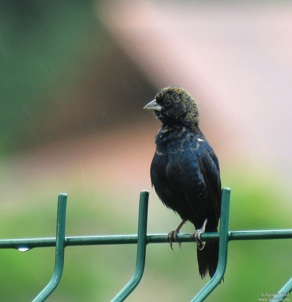 Blue-black Grassquit male adult