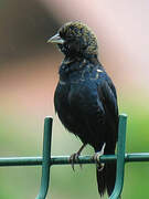 Blue-black Grassquit