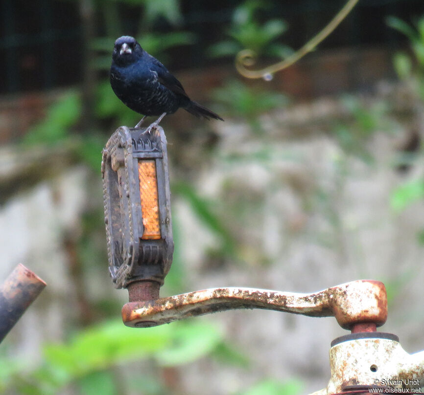 Blue-black Grassquit male adult