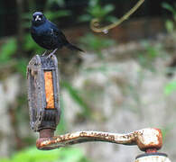 Blue-black Grassquit