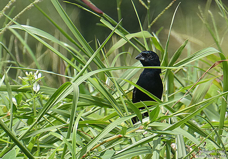 Jacarini noir mâle adulte