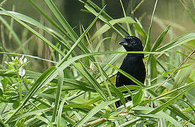 Blue-black Grassquit