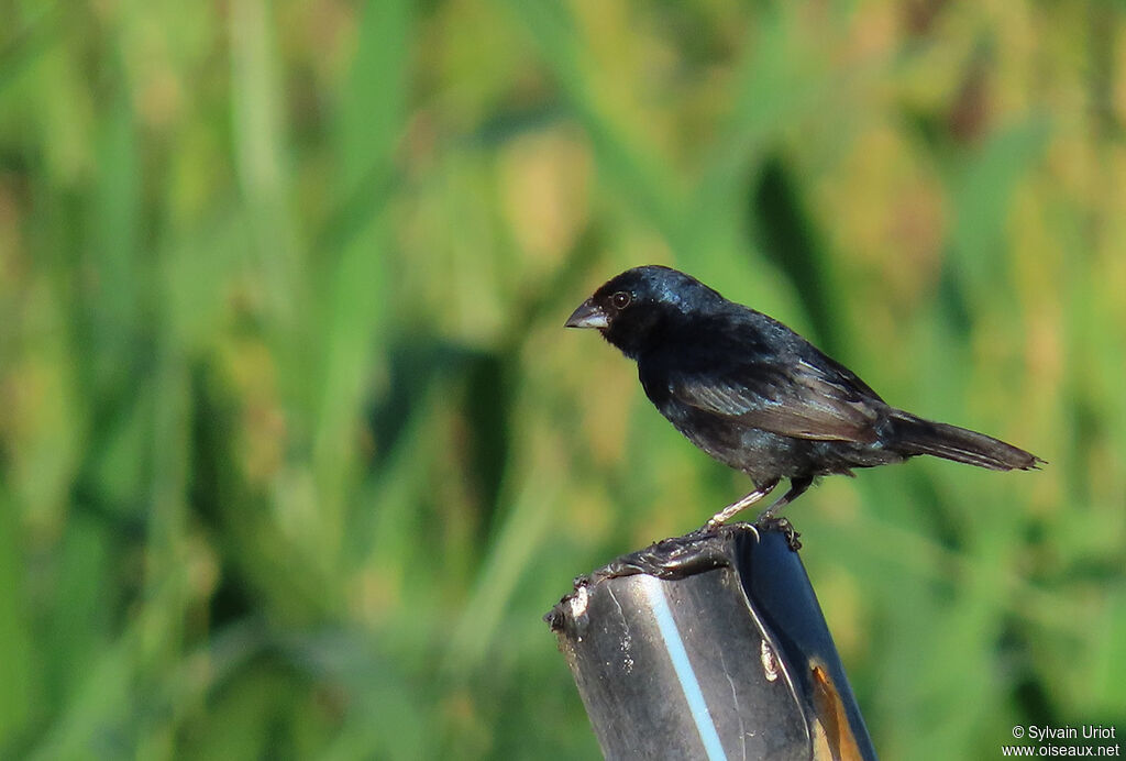 Blue-black Grassquit male adult