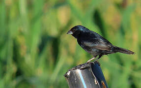 Blue-black Grassquit