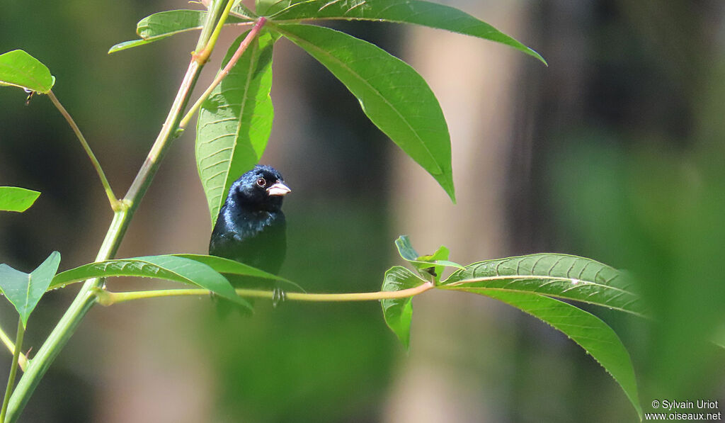 Blue-black Grassquit male adult