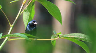 Blue-black Grassquit