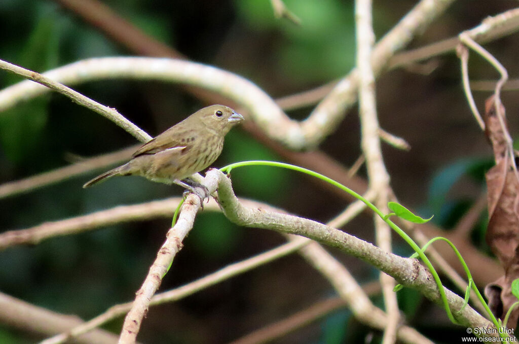 Blue-black Grassquit female adult