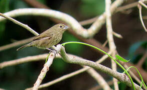 Blue-black Grassquit